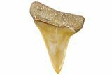 Fossil Mako Shark Tooth - Dakhla, Morocco #365237-1